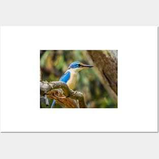 Sacred Kingfisher in my garden Posters and Art